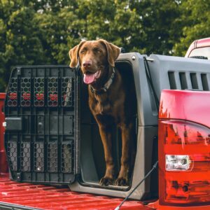 Pet & Working Dog