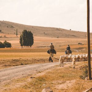 Ranch & Livestock Supplies